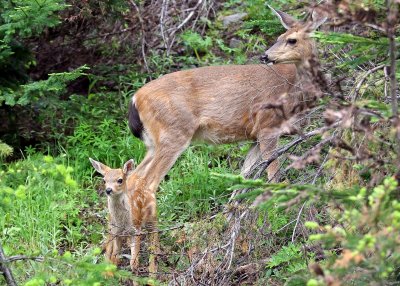 Mother and baby deer in Mount Rainier National Park