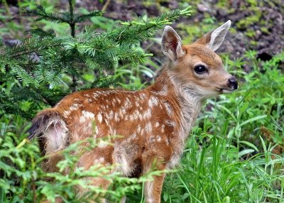 Baby deer in Mount Rainier National Park