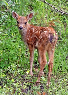 Baby deer in Mount Rainier National Park