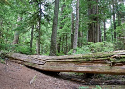 Old growth forest in Mount Rainier National Park