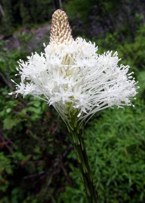 Blooming Beargrass in Mount Rainier National Park