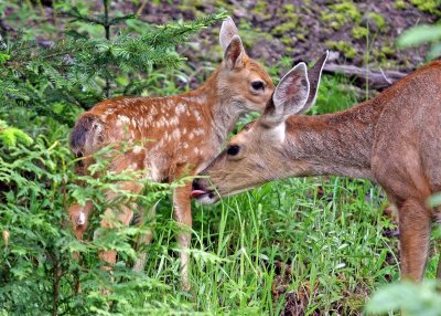 Mother deer cleans her baby in Mount Rainier National Park