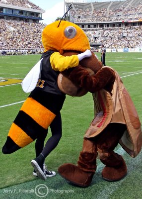 Mascots Gone Bad:  Georgia Tech Mascot Buzz tries to eat Maryland Mascot Terrapin
