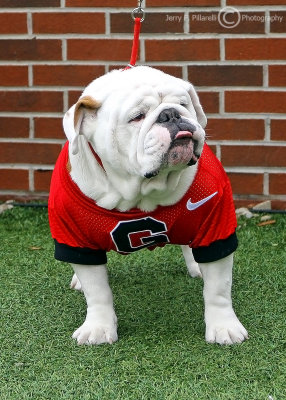 Georgia Bulldogs Mascot Russ (temporary replacement since the death of Uga VIII) patrols the UGA sidelines