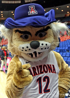 Arizona Mascot Wilbur the Wildcat
