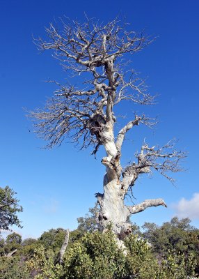 Tree in the Kitt Peak picnic area