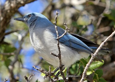 Blue bird on Kitt Peak