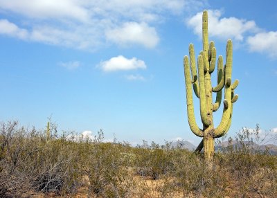 Giant Saguaro cactus along Arizona Highway 86