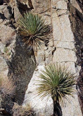 Yucca plants grow from rocky crevice