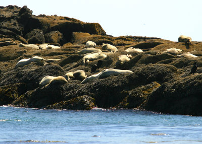 Sea Lions - Yaquina Bay State Park OR