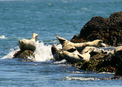Sea Lions - Yaquina Bay State Park OR