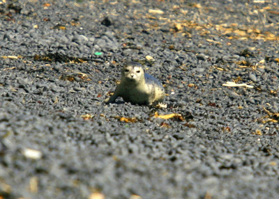 Baby Sea Lion - Yaquina Bay State Park OR