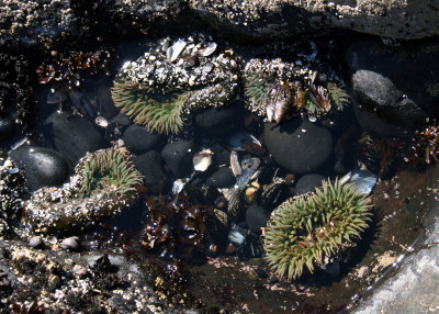 Tide Pool - Yaquina Bay State Park OR