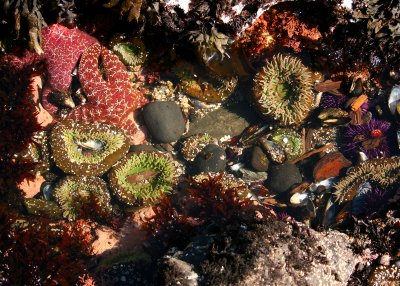 Tide Pool - Yaquina Bay State Park OR