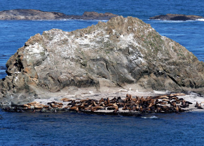 Sea Lions - Cape Arago State Park OR