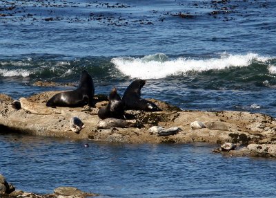 Sea Lions - Cape Arago State Park OR