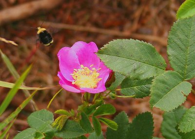 Redwood National Park