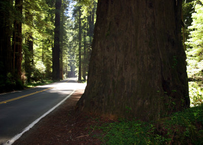 Humboldt Redwoods Avenue of the Giants