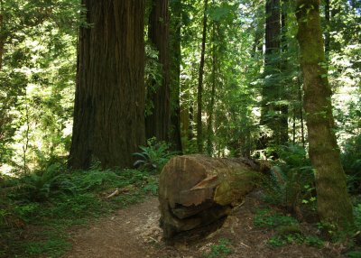 Humboldt Redwoods Avenue of the Giants