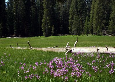 Summit Meadow