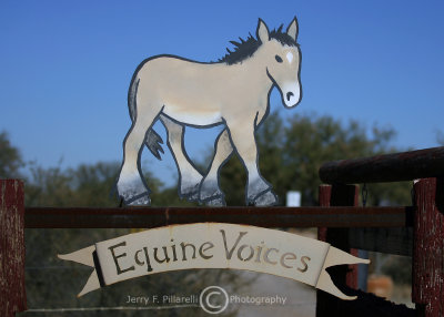 Equine Voices Rescue & Sanctuary