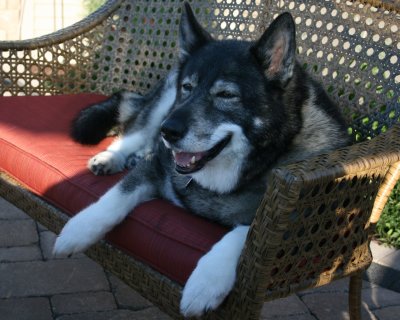 July 2011 - Winnie enjoying his new love seat on the patio. His bum has got bigger with age. Bless him!