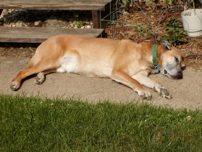 Sun Bathing