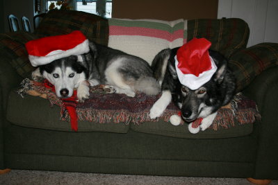 Monty and Winston Christmas 2007 (Monty's doesn't care for dress-up ... can you tell?)