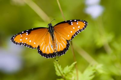 Butterflies
