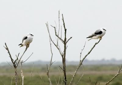 Black-shouldered Kites