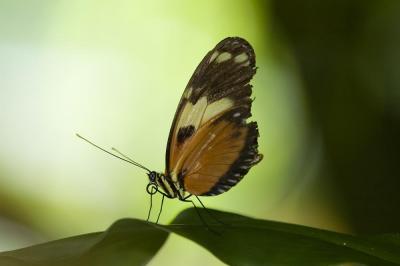 Butterfly Garden - Houston