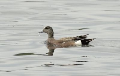 American Wigeon 2