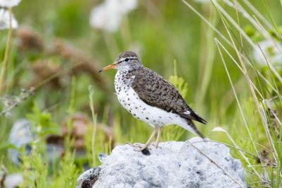 Spotted Sandpiper