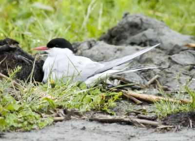 Arctic Tern on nest