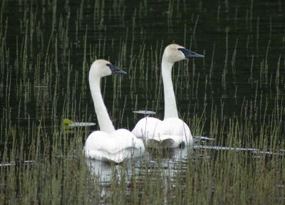 Trumpeter Swans