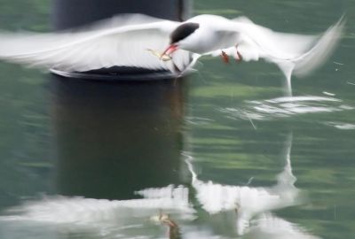 Arctic Tern feeding