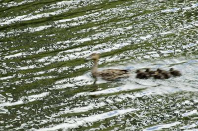 Pintail and chicks