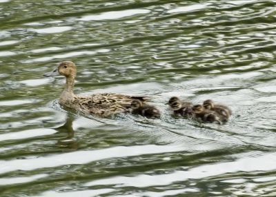 Pintail and chicks 2