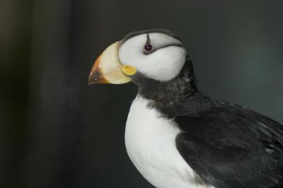 Horned Puffin