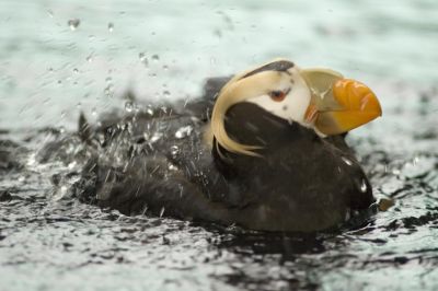 Tufted Puffin (captive)