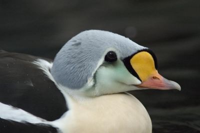 King Eider (captive)