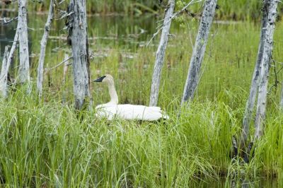 Trumpeter Swan nesting