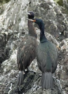 Red-faced Cormorants