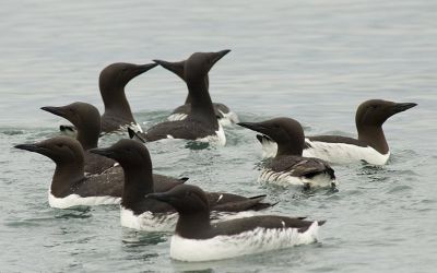 Common Murre group