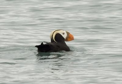 Tufted Puffin