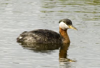 Red-Necked Grebe