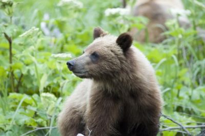 Grizzly Cub