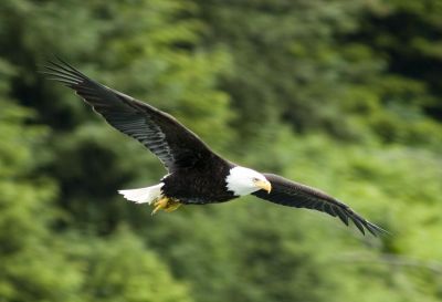Bald Eagle