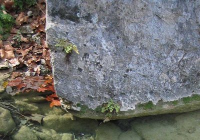 Turkey Creek Detail