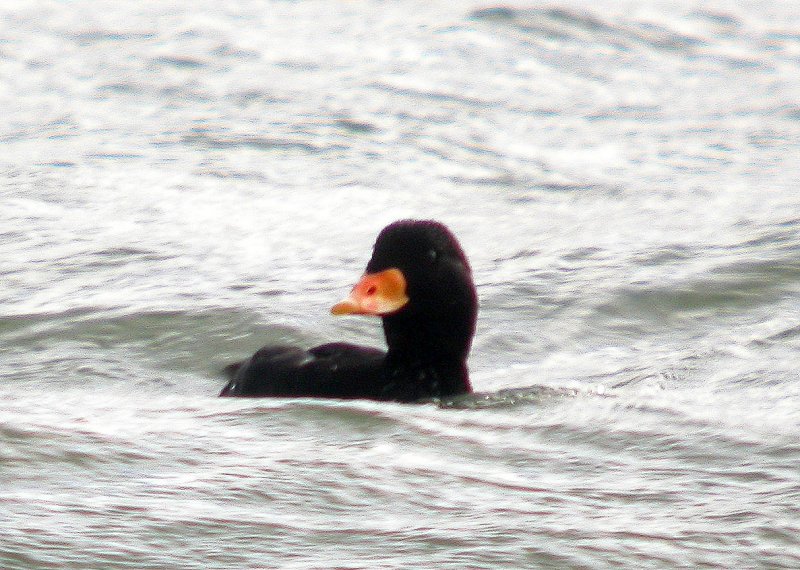 more_scoter